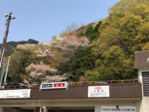 大山阿夫利神社　駐車場　桜