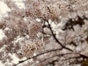 桜 見頃　春
