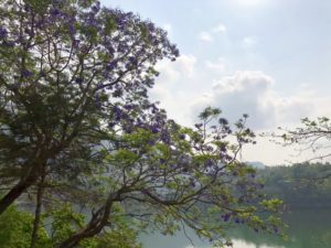 紫の花 湖 自然